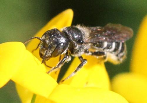 Réf. 219 739 : Hoplitis leucomelana